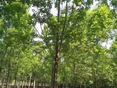 邦森苗圃直销 12公分白蜡价格 **白蜡树苗 硬白蜡 高品质 工程白蜡树形优美 成活率高