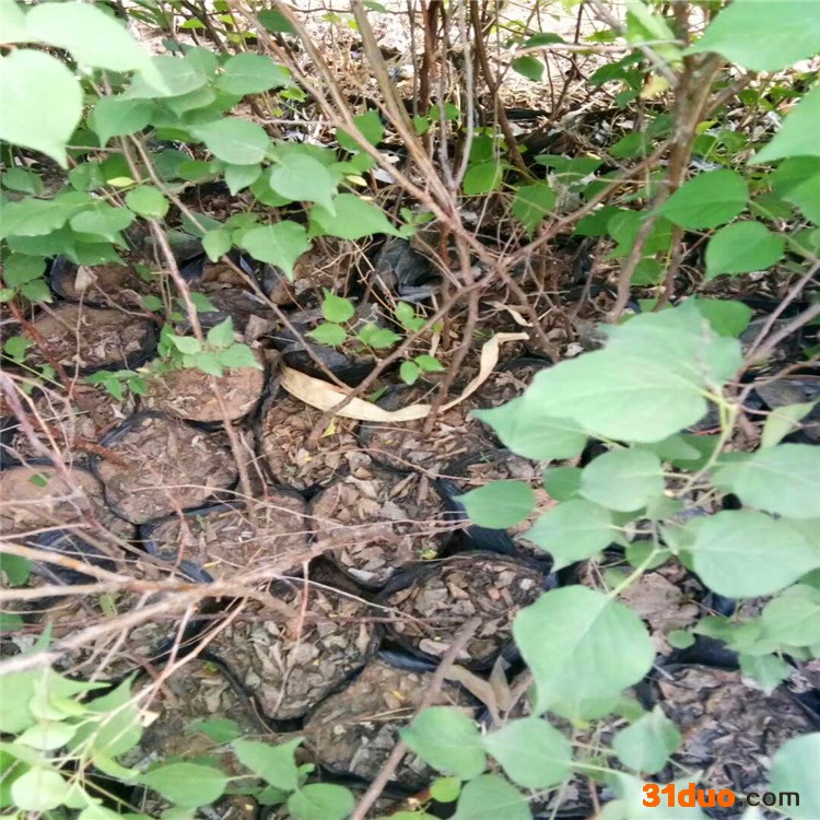 杏树苗 杏树苗批发 益农苗圃杏基地 杏树苗产地 杏树苗价格