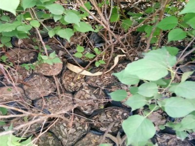 杏树苗 杏树苗批发 益农苗圃杏基地 杏树苗产地 杏树苗价格