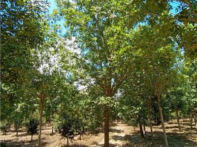 7公分绿化树苗白蜡树润轩苗木