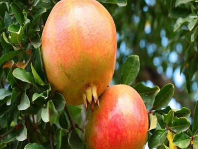 泰山红石榴苗 石榴树苗 大型石榴苗基地 泰安方园苗木 **石榴苗批发 **价廉 欢迎选购