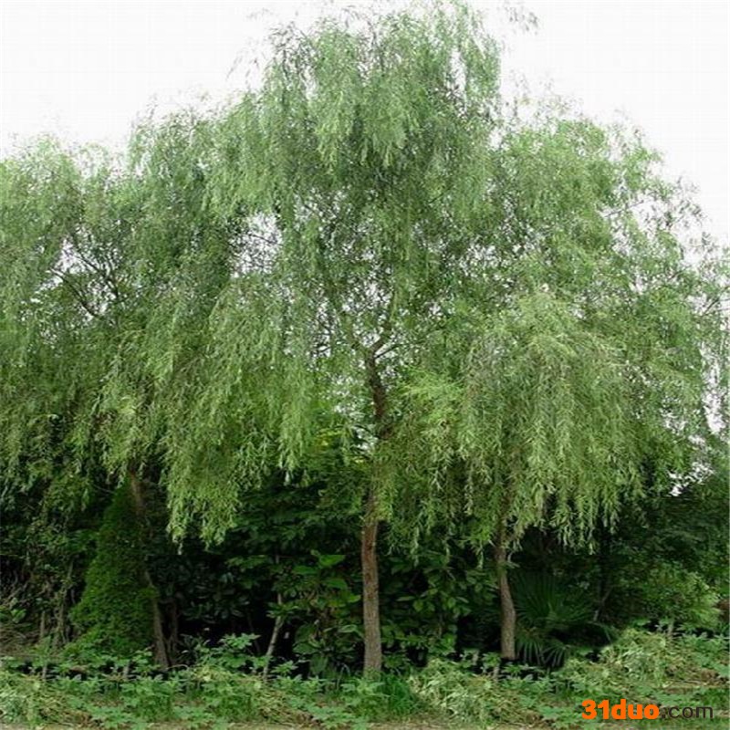 垂柳树苗 垂柳基地 25公分垂柳价格供应  郄氏苗圃场