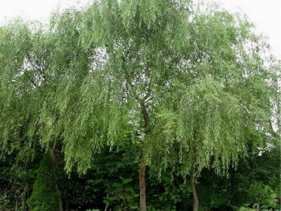 垂柳树苗 垂柳基地 25公分垂柳价格供应  郄氏苗圃场