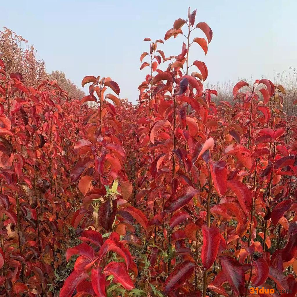 专业苗木供应 常年销售彩叶豆梨 3公分彩叶豆梨 3公分彩叶豆梨树苗 3公分彩叶豆梨小苗