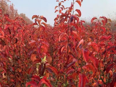 专业苗木供应 常年销售彩叶豆梨 3公分彩叶豆梨 3公分彩叶豆梨树苗 3公分彩叶豆梨小苗