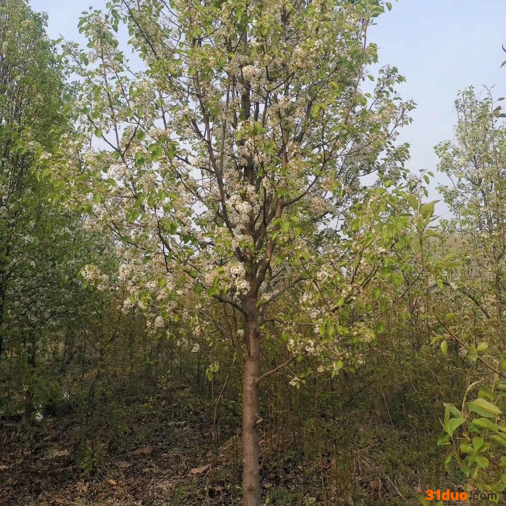 10公分彩叶豆梨 10公分彩叶豆梨树苗 10公分彩叶豆梨小苗 现货供应彩叶豆梨 量大价优