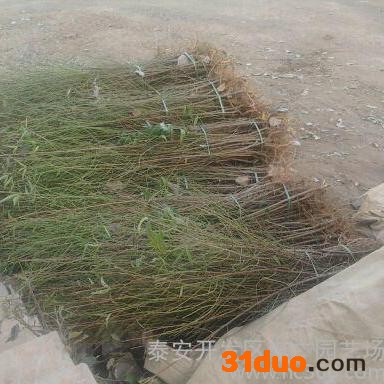 供应山东桃树苗 50公分以上桃树原生苗