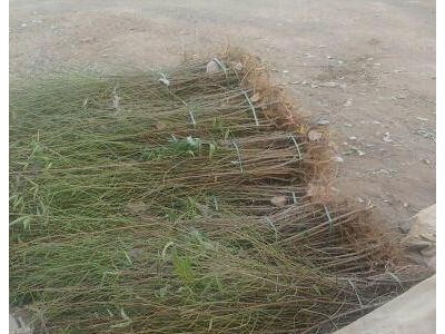 供应山东桃树苗 50公分以上桃树原生苗