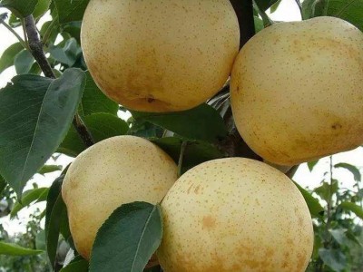 梨树苗嫁接苗翠冠梨树苗 蜜梨苗黄金梨树苗圆黄梨树苗