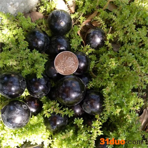 森态园林 四季嘉宝果树苗 嘉宝果树苗 欢迎订购