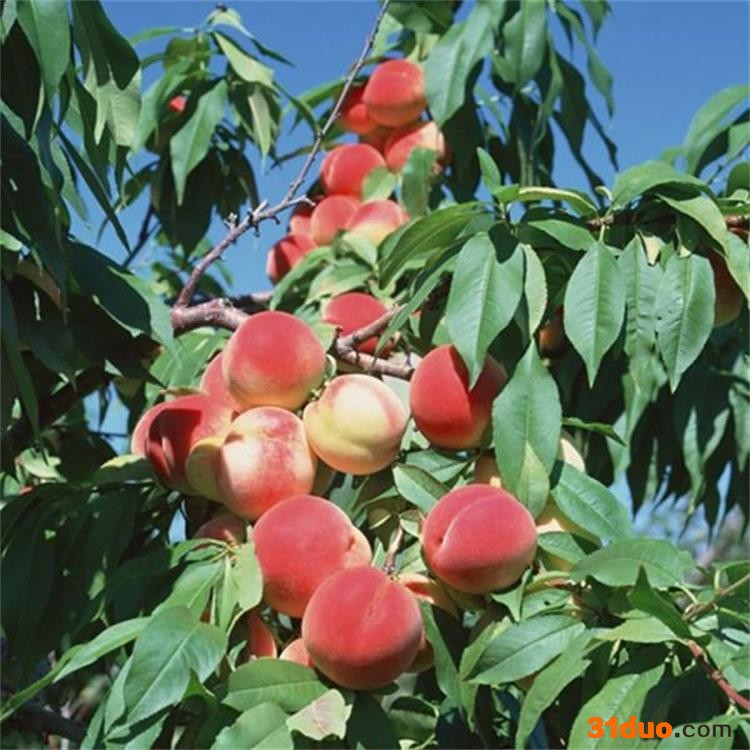 鼎源桃树苗基地出售 新品种桃苗 晚熟桃树苗 映霜红桃苗 装车发货