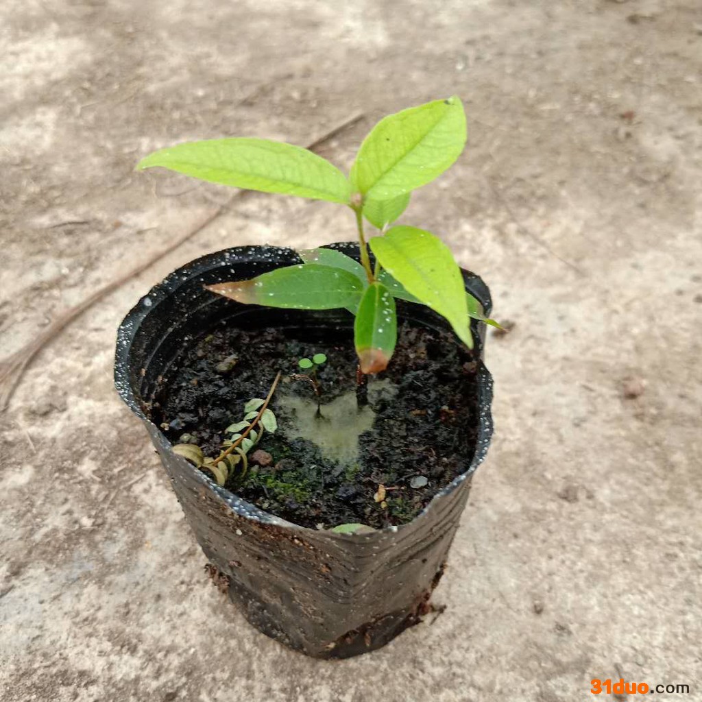 苗圃 直销**四季嘉宝果苗室内庭院盆栽果树苗四季常青观赏植物