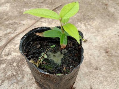 苗圃 直销**四季嘉宝果苗室内庭院盆栽果树苗四季常青观赏植物