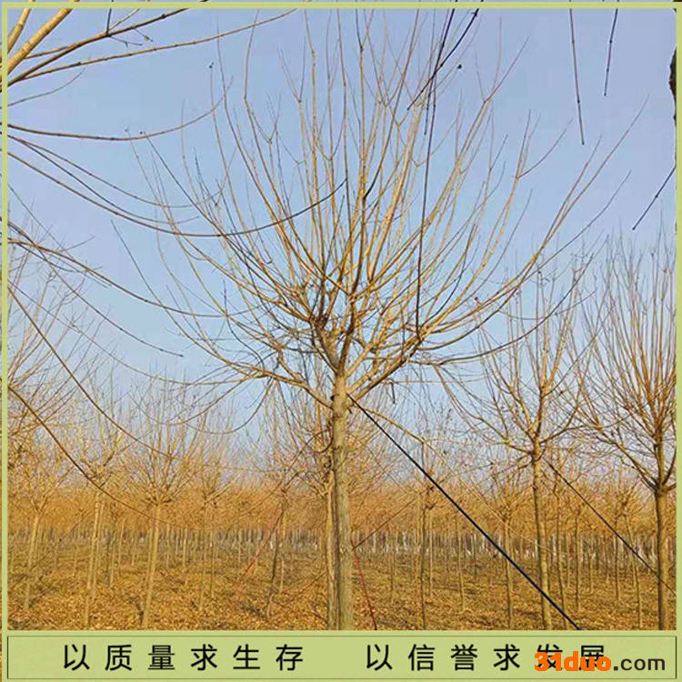 腾顺绿化五角枫 园林五角枫 景区五角枫树苗