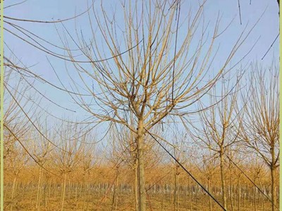 腾顺绿化五角枫 园林五角枫 景区五角枫树苗