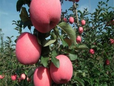 泰安方园苗木 矮化苹果苗 苹果树苗基地 **苹果苗 基地直销 **价廉 欢迎选购