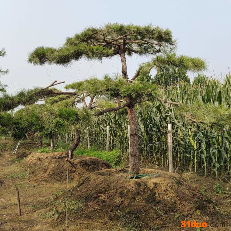 现货批发 景松各种规格 现挖现卖 景松树苗景观造型松苗