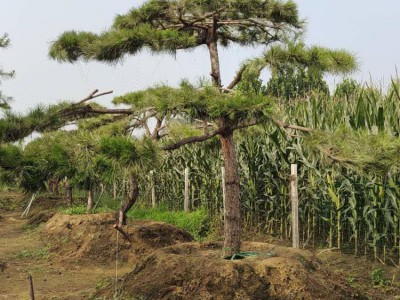 现货批发 景松各种规格 现挖现卖 景松树苗景观造型松苗
