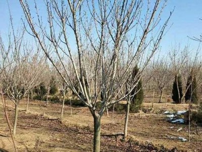 专业苗木供应商 常年销售 樱花树 樱花树苗 20公分樱花树 染井吉野樱花树 20公分樱花树价格 现货  20公分樱花价格