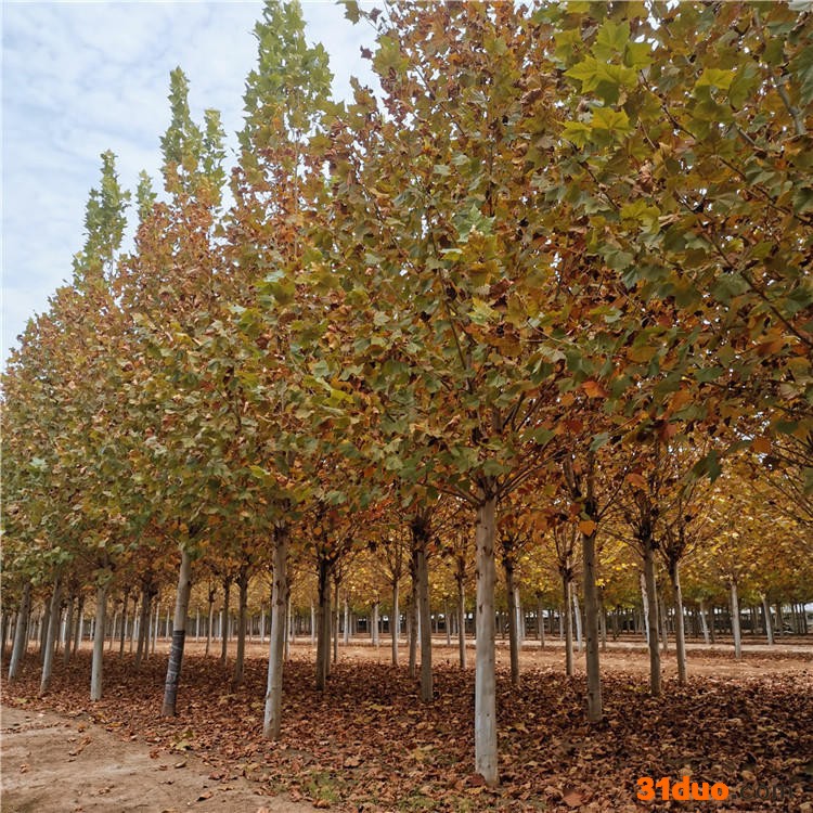 腾顺全冠发冒法桐 行道法桐树苗 公园法桐树苗
