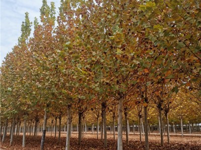 腾顺全冠发冒法桐 行道法桐树苗 公园法桐树苗