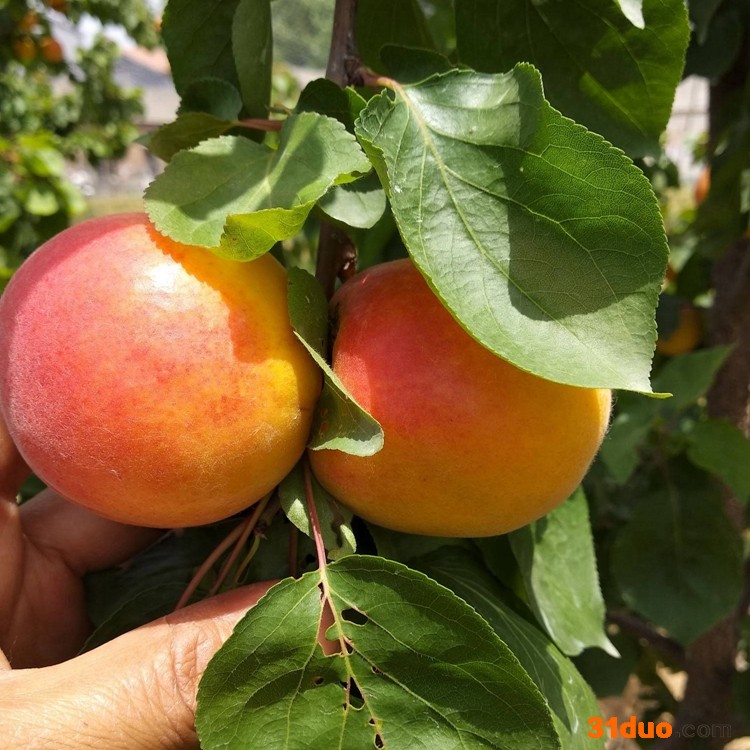 丰园红杏树苗  新品种杏树苗 南北方种植 杏树苗品种价格