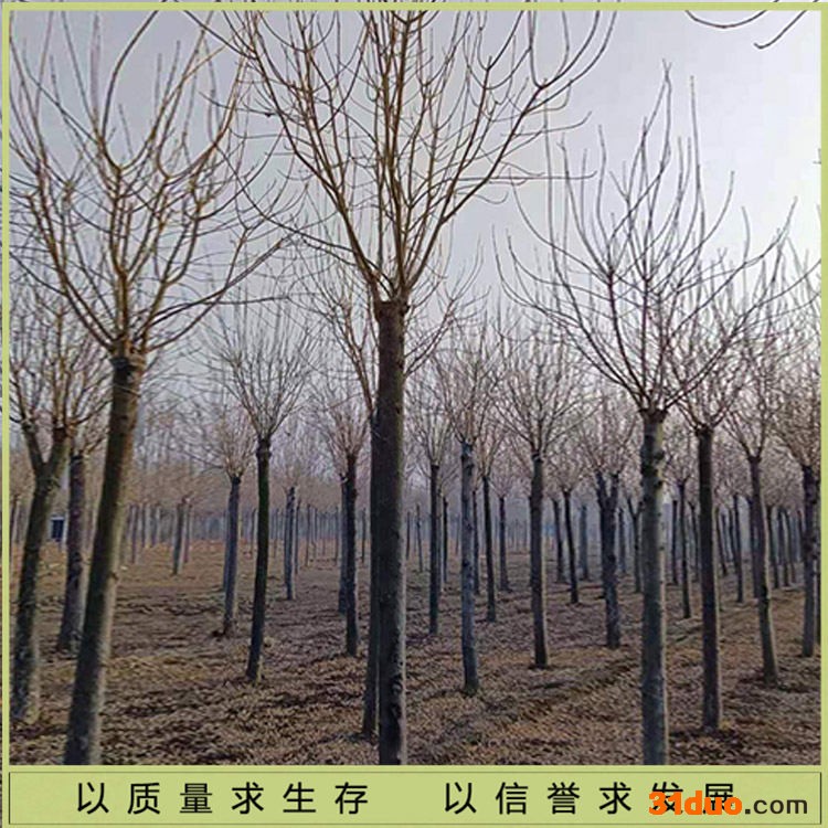 腾顺园林金叶白蜡 景观金叶白蜡树苗 绿化金叶白蜡树苗