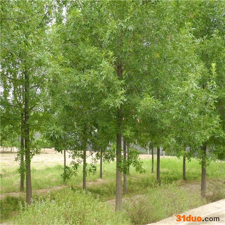 国槐白蜡 常年供应10-30公分国槐树白蜡树 国槐树苗 白蜡树苗 量大价格 国槐价格 白蜡价格 批发国槐树苗白蜡树苗