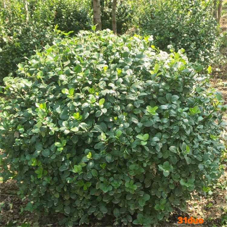 卫矛基地 连翘树苗 产地供应