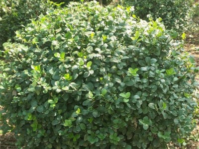 卫矛基地 连翘树苗 产地供应