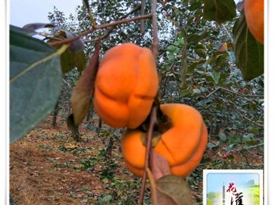 柿子树-柿子树苗价格-15公分柿子树价格