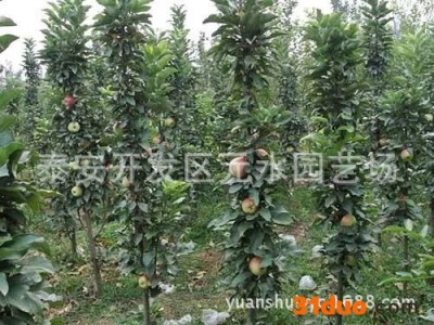 苹果树苗木 早熟矮化鲁丽苹果苗 嫁接红色之爱苹果苗种苗基地