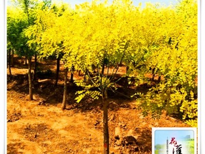 金叶国槐树苗_矮本金叶槐_河北绿化苗木