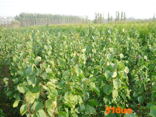 供应【杏树苗】_杏树苗哪里 _**杏树苗_季风园艺场