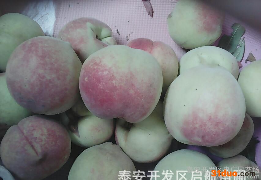 中华福桃树苗价格，山东中华福桃树苗商，启航桃苗