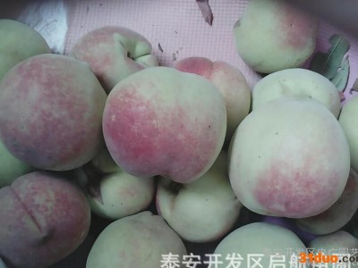 中华福桃树苗价格，山东中华福桃树苗商，启航桃苗