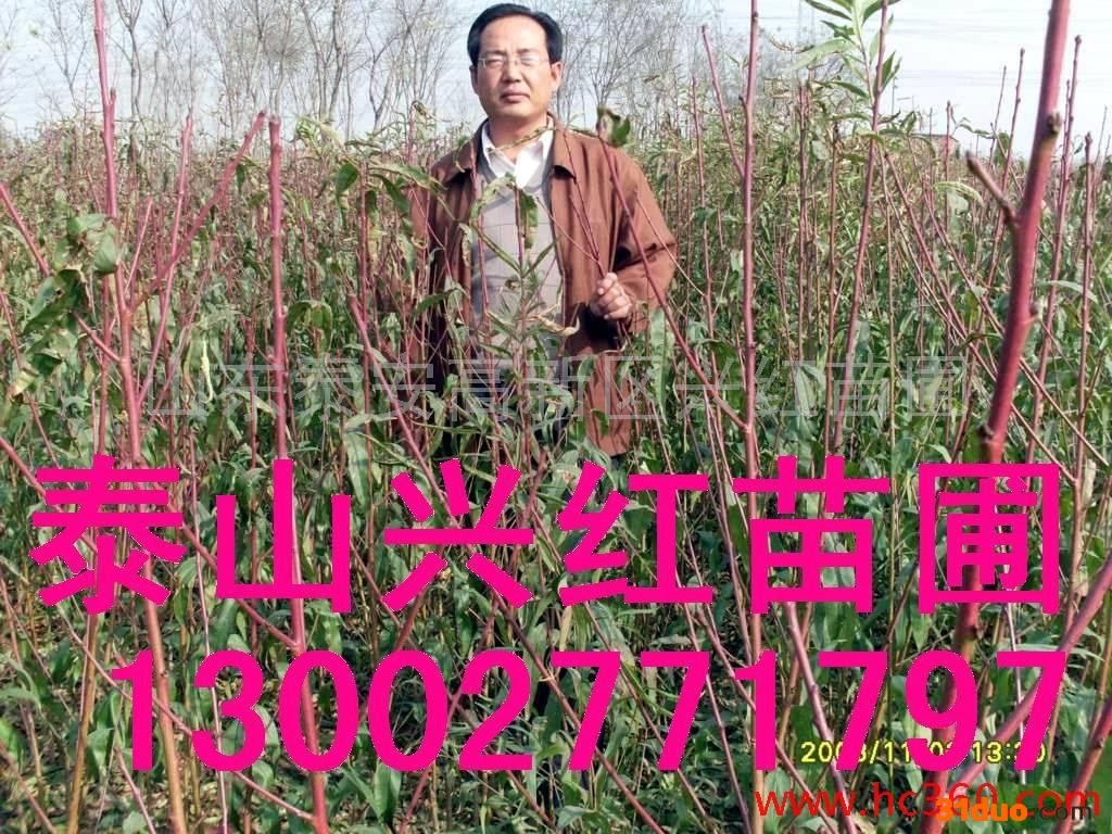 供应苹果苗  桃树苗