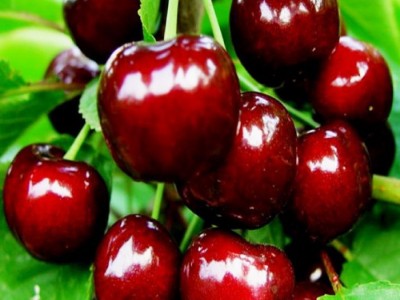 崇尚品种嫁接大樱桃树苗 果树 樱桃小苗 价格合理