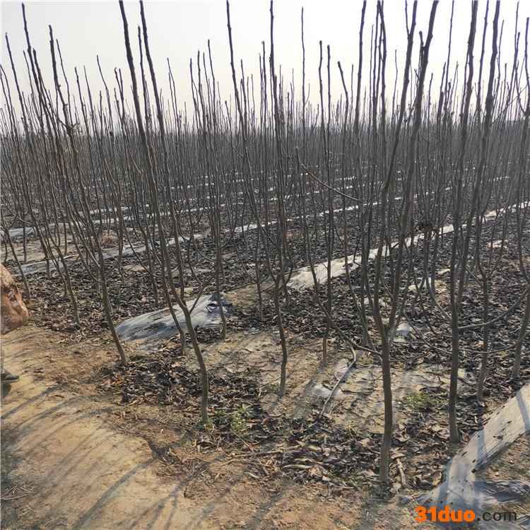 供应黄金梨树苗 晚秋黄梨树苗嫁接树苗 程实 嫁接苗梨树苗基地直销 嫁接黄金梨树苗当年结果