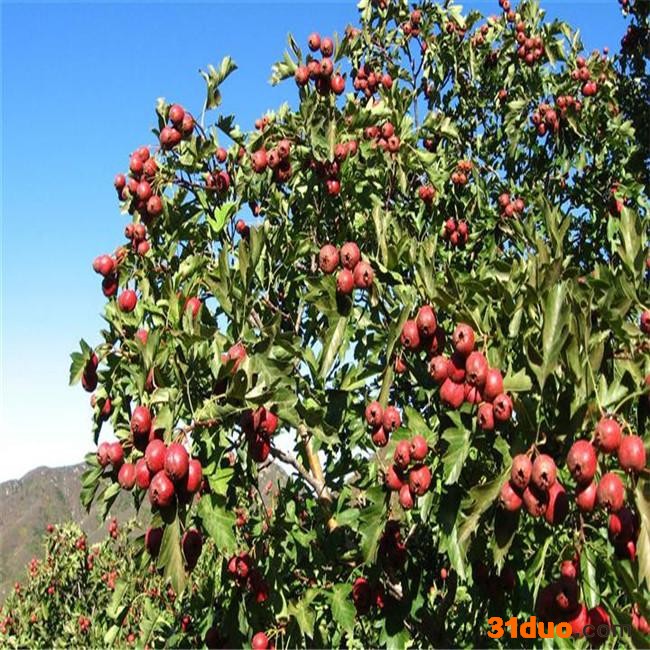 南北方种植无籽山楂树苗  程实 苗圃直供大金星山楂苗 量大优惠山楂树苗 山楂树苗基地供应