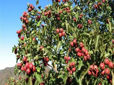 南北方种植无籽山楂树苗  程实 苗圃直供大金星山楂苗 量大优惠山楂树苗 山楂树苗基地供应