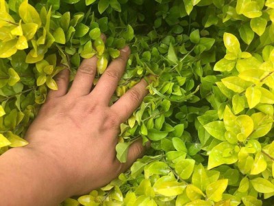 苗圃直销 金叶女贞树苗 价格优惠 金叶女贞苗