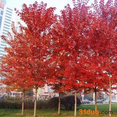美国红枫 10公分美国红枫 10公分美国红枫价格 美国红枫供应 红枫树苗 现货供应 批发红枫树苗