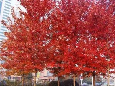 美国红枫 10公分美国红枫 10公分美国红枫价格 美国红枫供应 红枫树苗 现货供应 批发红枫树苗