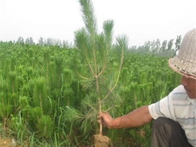 货源直销黑松苗  80公分1米黑松树苗  带营养钵 成活率高  黑松苗价格