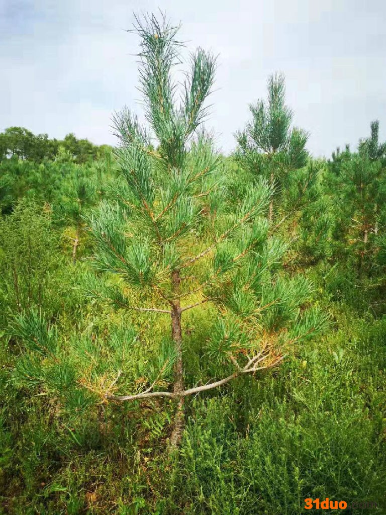 常青樟子松 康保丰盛苗木 防风治沙 园林绿化 树苗价格 树苗销售 树苗厂家 树苗供应