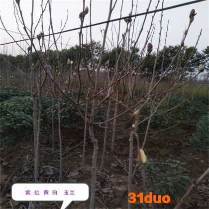 苗圃供应黄玉兰树苗 庭院工程绿化苗木、大量出售黄玉兰白玉兰红紫玉兰 欢迎咨询