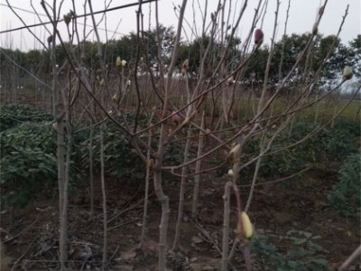 苗圃供应黄玉兰树苗 庭院工程绿化苗木、大量出售黄玉兰白玉兰红紫玉兰 欢迎咨询