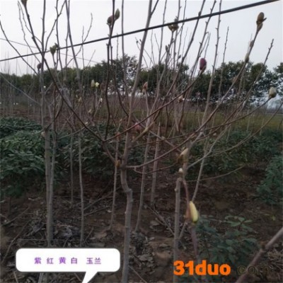 苗圃供应黄玉兰树苗 庭院工程绿化苗木、大量出售黄玉兰白玉兰红紫玉兰 欢迎咨询