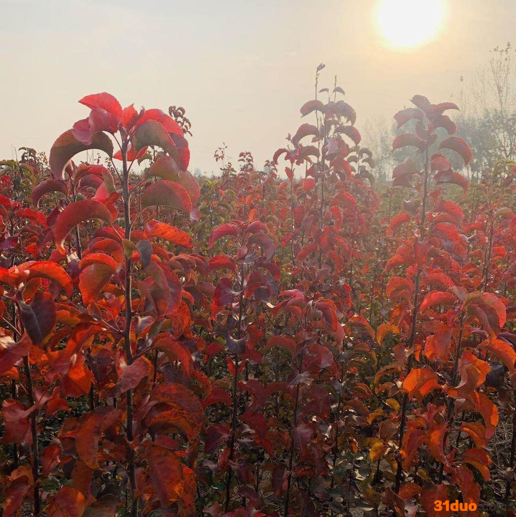 5公分彩叶豆梨 5公分彩叶豆梨树苗 5公分彩叶豆梨小苗 5公分彩叶豆梨价格 厂家直供